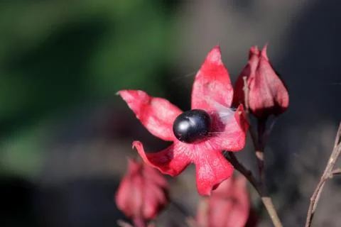 Blooming red flower Stock Photos