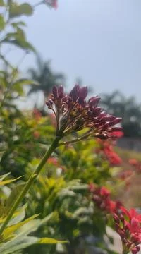 Blooming red flower Stock Photos