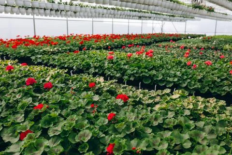Blooming red flowers inside a garden center. Greenhouse. Stock Photos