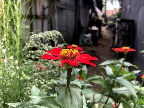 Blooming red flowers Stock Photos