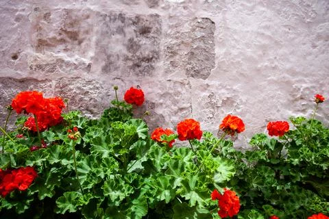 Blooming red geranium on a background of an old light wall, close-up. Foto stock