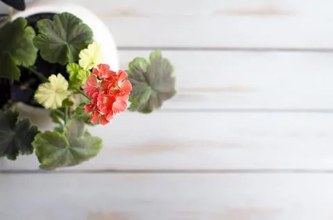 Blooming red geranium. Top view Stock Photos
