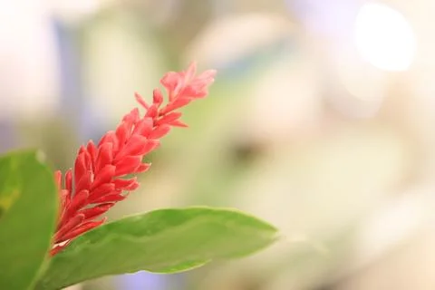 Blooming of Red ginger Stock Photos