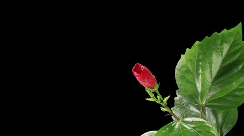 Blooming red Hibiscus flower Stock Footage 24292446