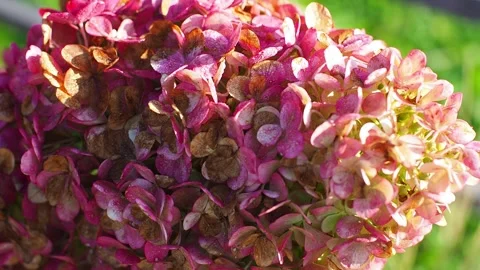Blooming red hydrangea flowers in a garden and green leaves Stock Footage 253741331