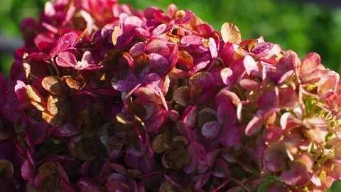 Blooming red hydrangea flowers in a garden and green leaves Stock Footage 254226636