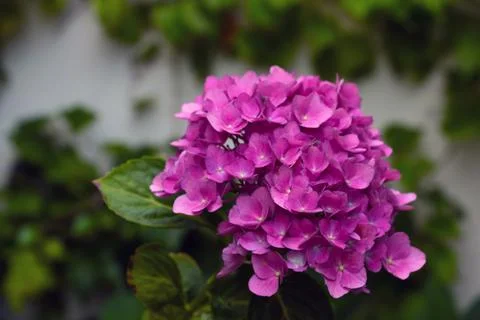 Blooming red hydrangea in the park in the spring. Foto stock