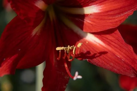 Blooming red lilly Stock Photos