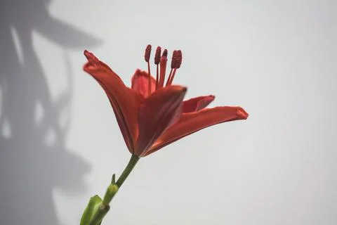Blooming red lily in the sunlight Stock Photos