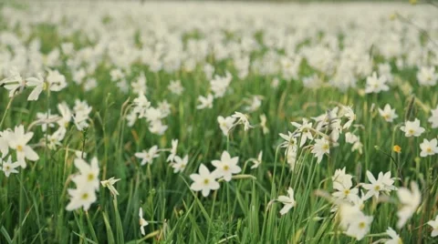 Blooming Red List's daffodil in the spring mountains Stock Footage 67359084