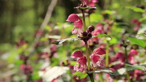 Blooming red nettle in the forest. Close up photo with blurred background. Stock Footage 187724218