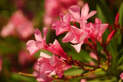 Blooming red oleander. Stock Photos