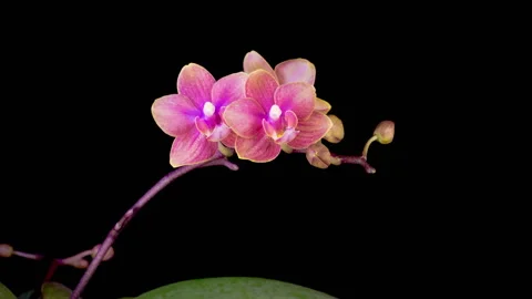 Blooming Red Orchid Phalaenopsis Flower Stock Footage 324737341