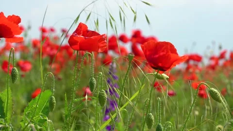 Blooming red poppies close-up Stock Footage 247475162