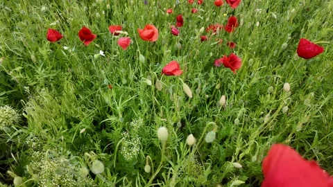 Blooming Red Poppies Stock Footage 311657507