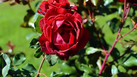 Blooming red rose background of green a sunny day Stock Footage 170672593