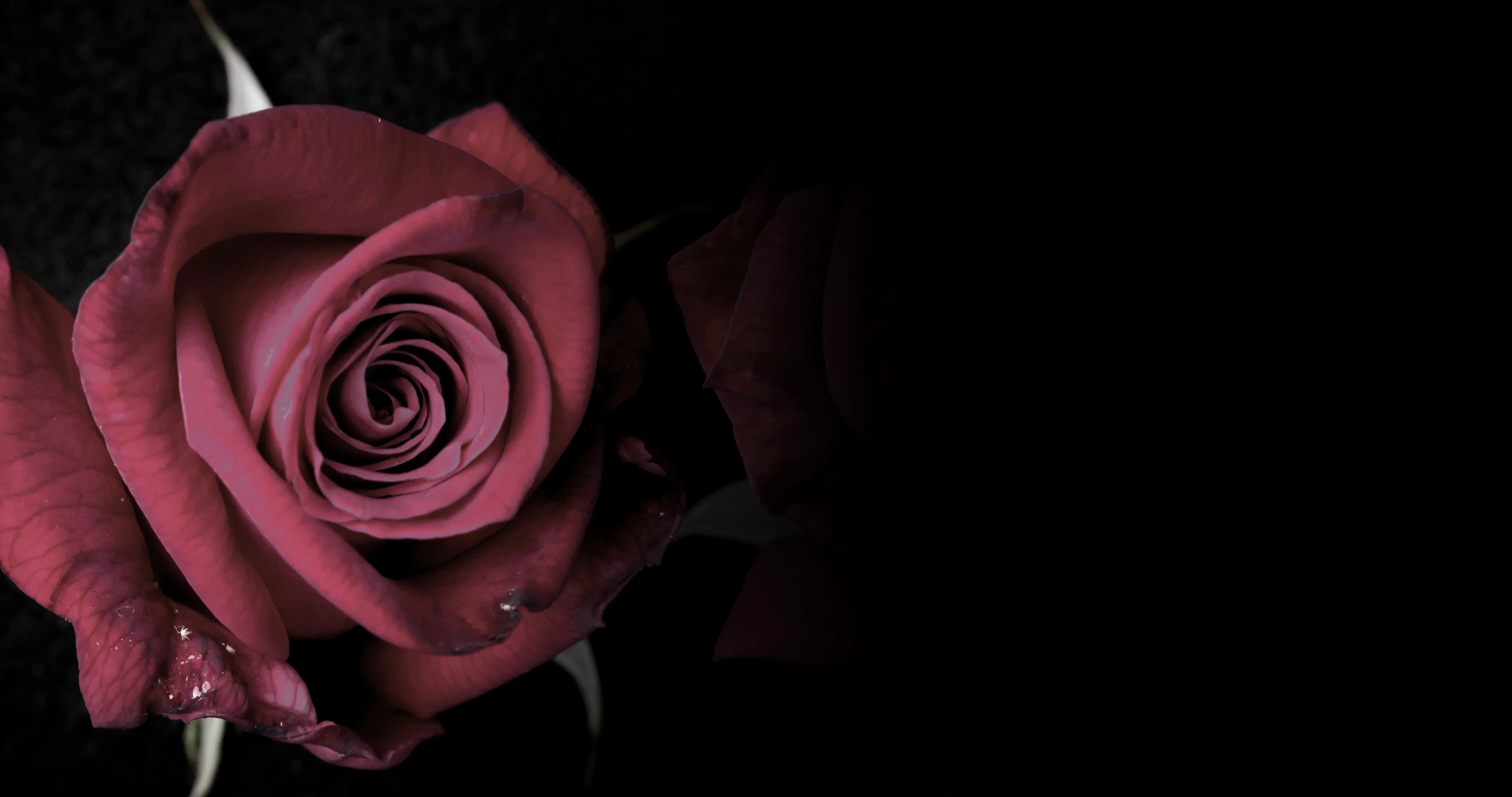 Blooming Red Rose on a Black Background | Stock Video | Pond5