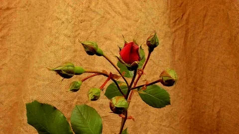 Blooming red rose buds, timelapse footage. Close up, macro. Stock Footage 107749379