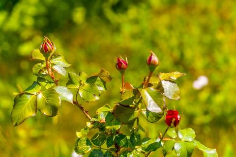 Blooming red rose flower on a bush in a garden. Fotos de archivo