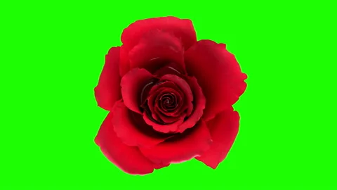 Blooming red rose flower with separating Alpha Channel mask in 4K 库存影片 146020237