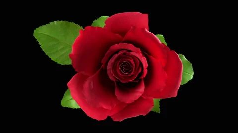 Blooming red rose flower with separating Alpha Channel mask in 4K Stock Footage 146021070