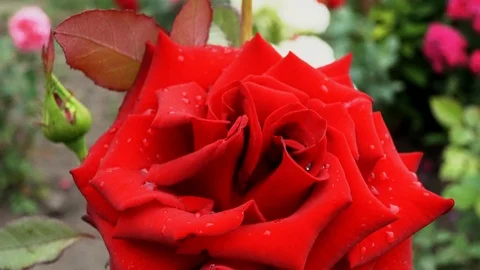 Blooming red rose in the flowerbed Stock Footage 114830755
