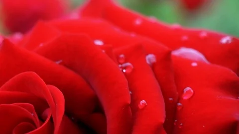 Blooming red rose in the flowerbed Stock Footage 114830785