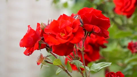 Blooming red rose Stock Footage 149975984