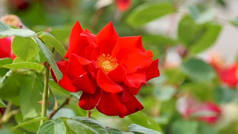 Blooming red rose Stock Footage 149976045