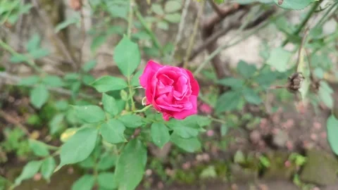 A blooming red rose Stock Footage 306981466