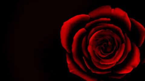 Blooming Red Rose Graphic Over Black Stock Footage 49483376
