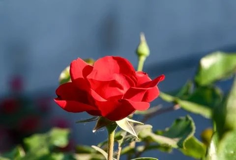 The blooming red rose Foto stock