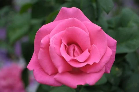 A Blooming Red Rose Stock Photos