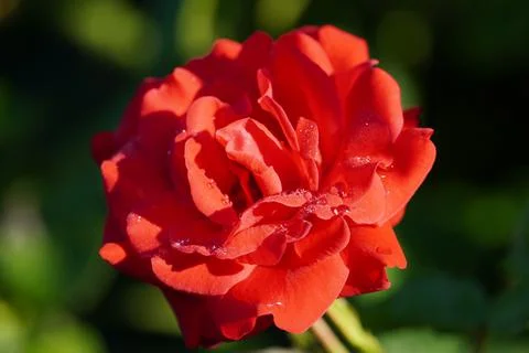 Blooming red rose Stock Photos