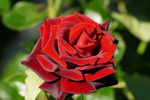 Blooming red rose Stock Photos