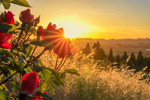 Blooming red rose with sun flare at sunset in Napa Valley, California, USA Stock Photos