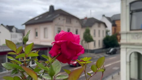 Blooming red rose swaying gently in urban setting Stock Footage 295883186