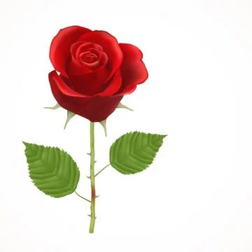 Blooming red Rose, vector, Isolated  flower, floral, plant, valentine, love, Stock Illustration
