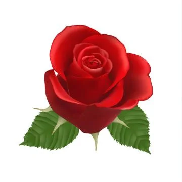 Blooming red Rose, vector, Isolated  flower, floral, plant, valentine, love, Stock Illustration