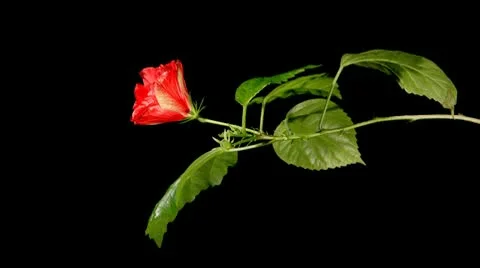 Blooming red roses on a black background (Time Lapse) Stock Footage 10762384