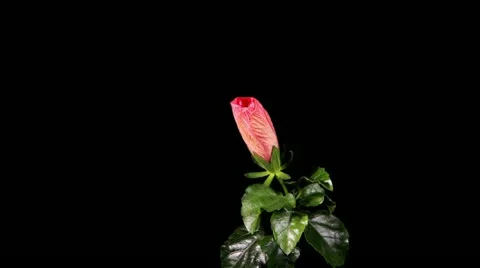 Blooming red roses on a black background Stock Footage 11019260