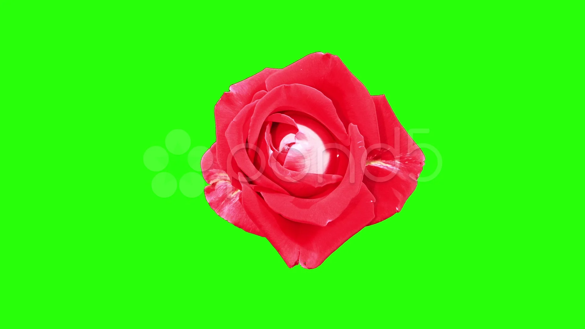 Blooming red roses flower buds green screen, FULL HD.