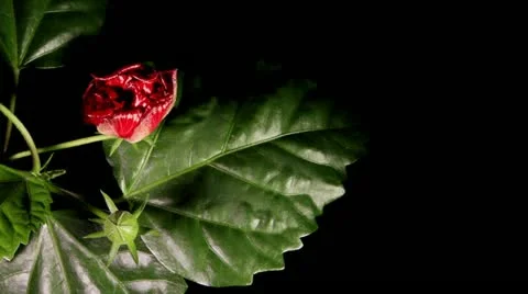 Blooming red roses Stock Footage 10830022