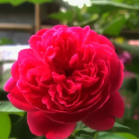 Blooming red roses Stock Footage 279323637