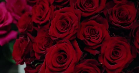 Blooming red roses isolated on a dark background close-up. Stock Footage 255115274
