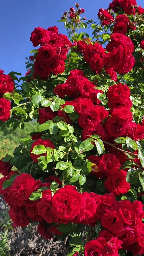Blooming Red Roses in Sunlight Vertical 4K Slow Motion Video stock 336618031