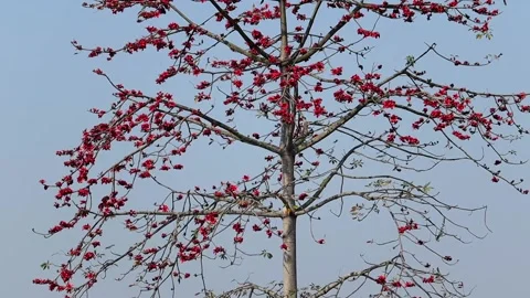Blooming red silk cotton tree with vibrant flowers against clear blue sky Stock Footage 330704642