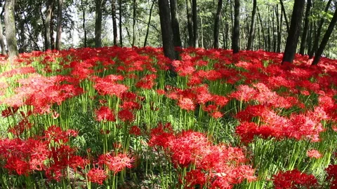 Blooming Red Spider Lilies Stock Footage 327611853
