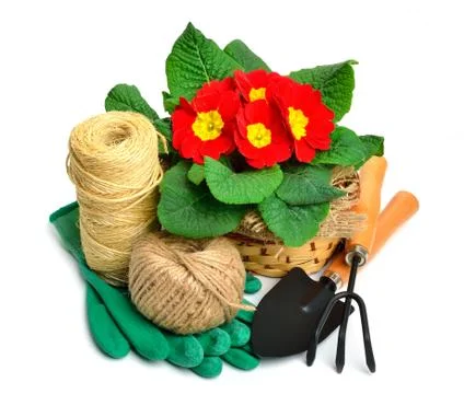 Blooming red spring primulas in flower bed with rake, shovel, rubber gloves i Stock Photos