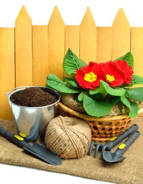 Blooming red spring primulas in flower bed with rake, shovel against wooden f Stock Photos